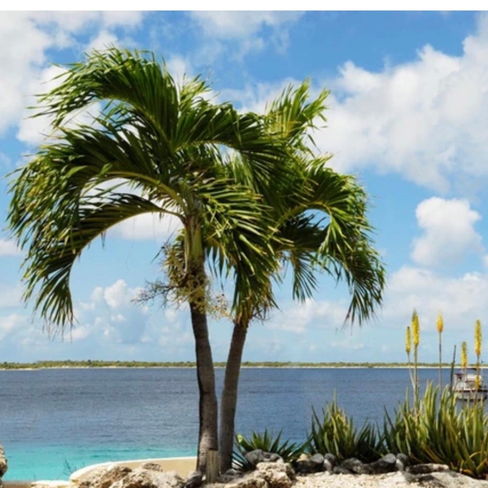 BOGO OFFER✨✨💫